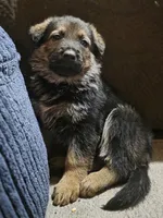 Cindy Lou Who, a female German Shepherd Dog for sale in Livermore, CO – Photo 4 of 8