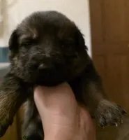 Cindy Lou Who, a female German Shepherd Dog for sale in Livermore, CO – Photo 5 of 8