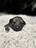 Cindy Lou Who, a female German Shepherd Dog for sale in Livermore, CO – Photo 6 of 8