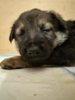 Cindy Lou Who, a female German Shepherd Dog for sale in Livermore, CO – Photo 7 of 8