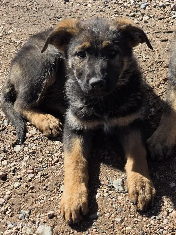 Cindy Lou Who – German Shepherd Dog puppy for sale in Livermore, CO