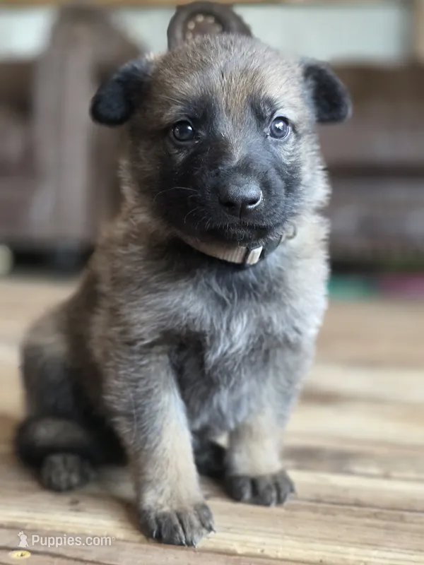 Flynn Ryder – German Shepherd Dog puppy for sale in Livermore, CO