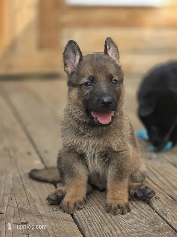 Prince Hans – German Shepherd Dog puppy for sale in Livermore, CO