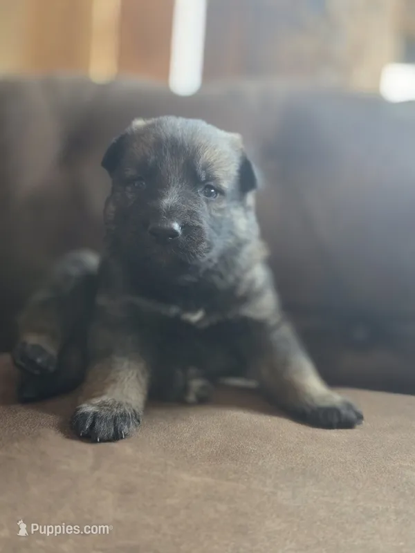 Dark Green – German Shepherd Dog puppy for sale in Livermore, CO
