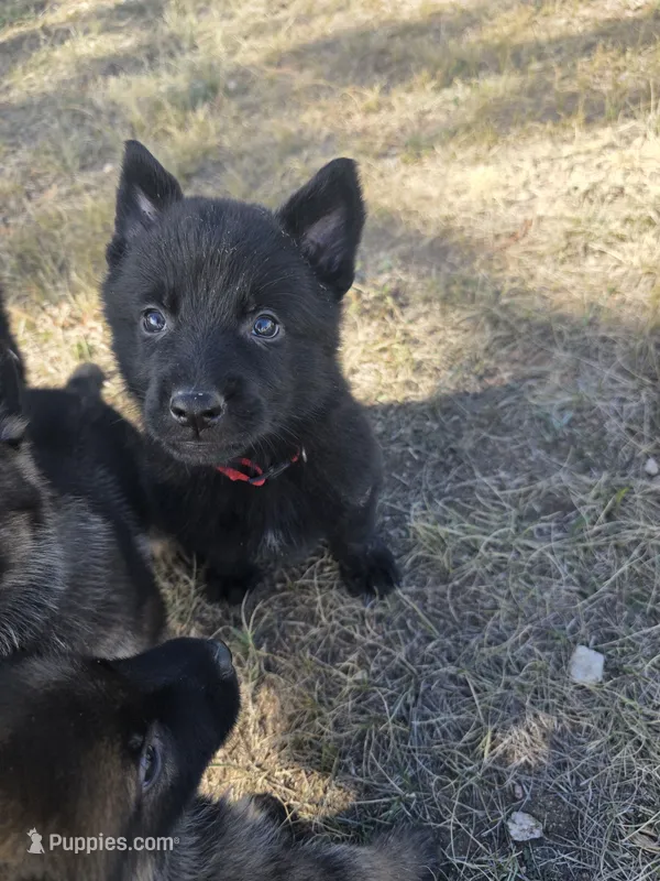 Red – German Shepherd Dog puppy for sale in Livermore, CO