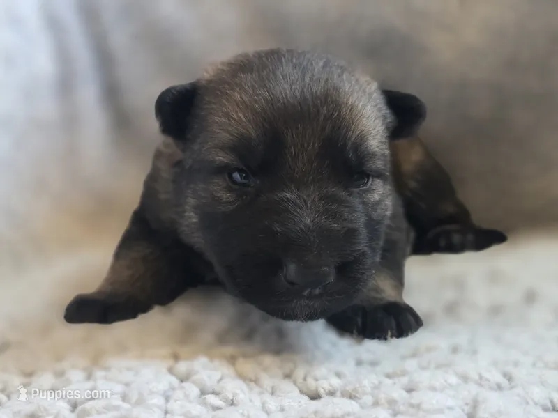 Dark Green – German Shepherd Dog puppy for sale in Livermore, CO