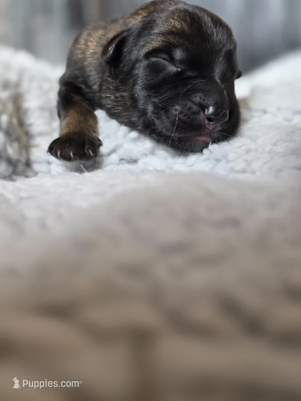 Male 6 – German Shepherd Dog puppy for sale in Livermore, CO
