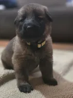 Cinderella, a female German Shepherd Dog for sale in Livermore, CO – 4 of 4