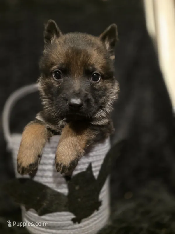 Mint Green – German Shepherd Dog puppy for sale in Livermore, CO