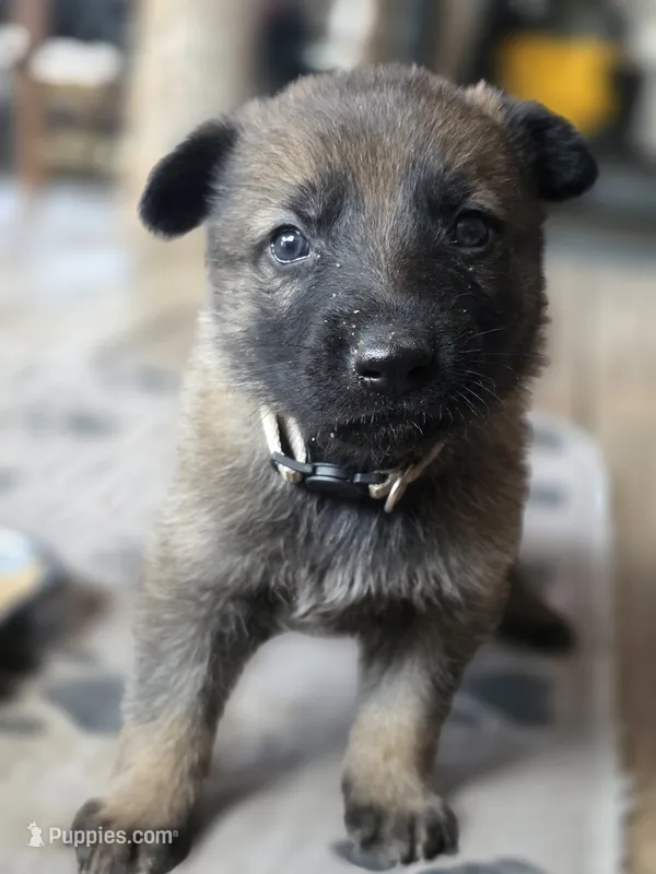 Flynn Ryder – German Shepherd Dog puppy for sale in Livermore, CO