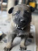Flynn Ryder, a male German Shepherd Dog for sale in Livermore, CO – 9 of 10