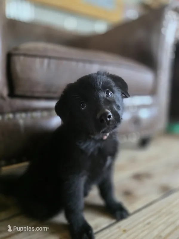 Elsa – German Shepherd Dog puppy for sale in Livermore, CO