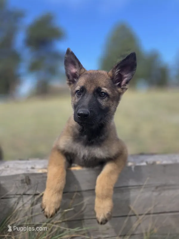 Flynn Ryder – German Shepherd Dog puppy for sale in Livermore, CO