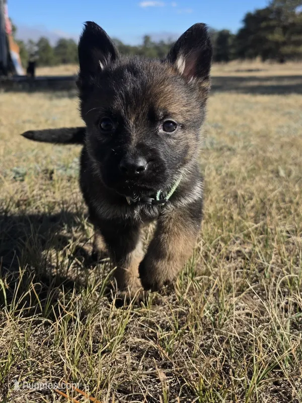 Mint Green – German Shepherd Dog puppy for sale in Livermore, CO