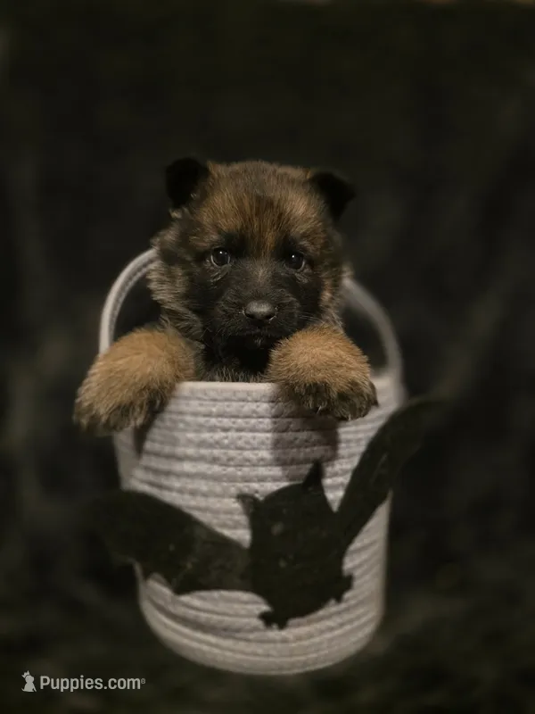 Dark Blue – German Shepherd Dog puppy for sale in Livermore, CO