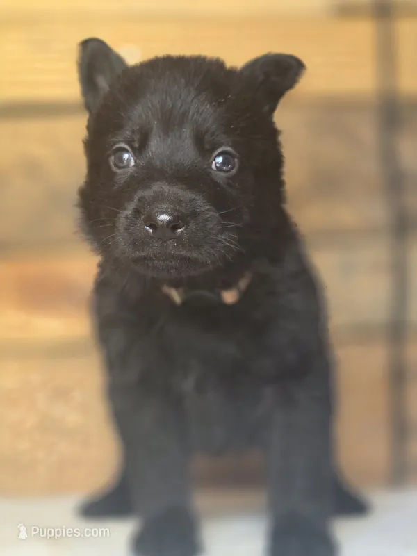 Brown Male – German Shepherd Dog puppy for sale in Livermore, CO