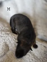 Male 5, a male German Shepherd Dog for sale in Livermore, CO – 2 of 2