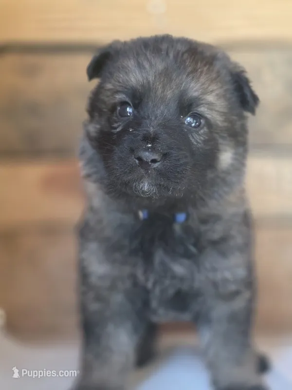 Dark Blue – German Shepherd Dog puppy for sale in Livermore, CO