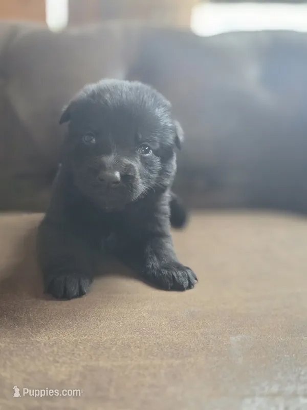 Pink – German Shepherd Dog puppy for sale in Livermore, CO
