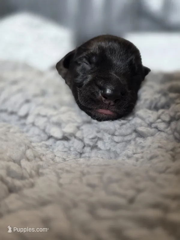 Male 4 – German Shepherd Dog puppy for sale in Livermore, CO