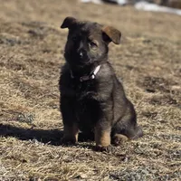 Aurora, a female German Shepherd Dog for sale in Livermore, CO – Photo 8 of 10
