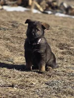 Aurora, a female German Shepherd Dog for sale in Livermore, CO – Photo 3 of 9