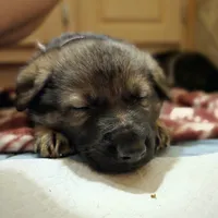 Aurora, a female German Shepherd Dog for sale in Livermore, CO – Photo 10 of 10