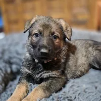 Aurora, a female German Shepherd Dog for sale in Livermore, CO – Photo 7 of 10
