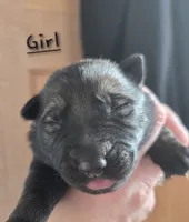 Aurora, a female German Shepherd Dog for sale in Livermore, CO – Photo 9 of 9