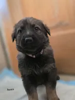 Aurora, a female German Shepherd Dog for sale in Livermore, CO – Photo 8 of 9