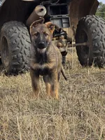 Aurora, a female German Shepherd Dog for sale in Livermore, CO – Photo 1 of 10