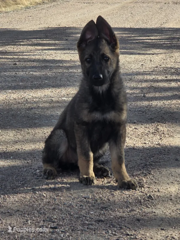 Aurora – German Shepherd Dog puppy for sale in Livermore, CO