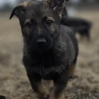 Aurora, a female German Shepherd Dog for sale in Livermore, CO – Photo 9 of 10