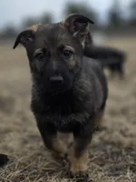 Aurora, a female German Shepherd Dog for sale in Livermore, CO – Photo 1 of 9