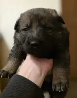 Aurora, a female German Shepherd Dog for sale in Livermore, CO – Photo 6 of 9