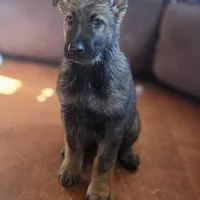 Aurora, a female German Shepherd Dog for sale in Livermore, CO – Photo 5 of 10