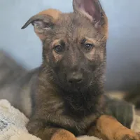Aurora, a female German Shepherd Dog for sale in Livermore, CO – Photo 4 of 10