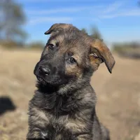 Aurora, a female German Shepherd Dog for sale in Livermore, CO – Photo 6 of 10