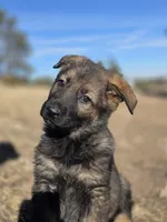 Aurora, a female German Shepherd Dog for sale in Livermore, CO – Photo 2 of 9