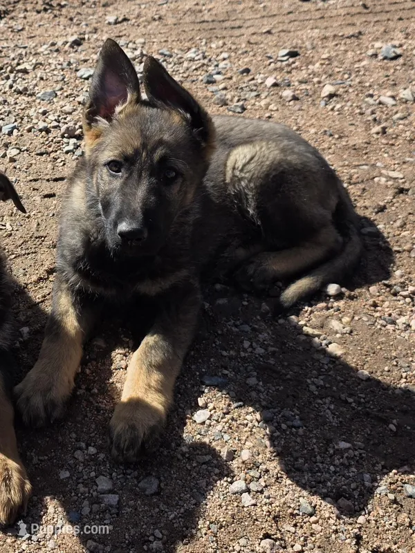 Aurora – German Shepherd Dog puppy for sale in Livermore, CO