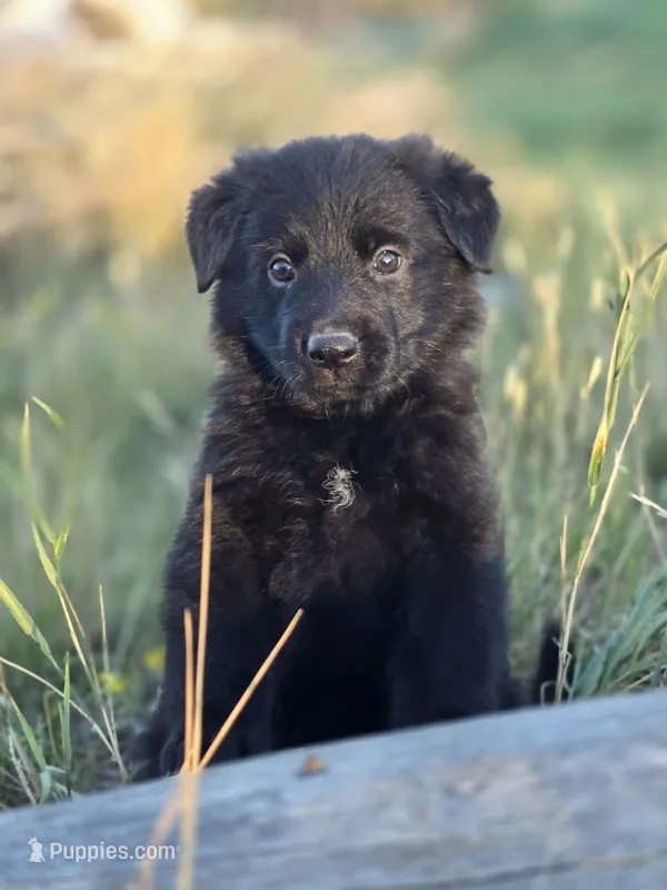 Elsa – German Shepherd Dog puppy for sale in Livermore, CO