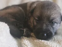 Cinderella, a female German Shepherd Dog for sale in Livermore, CO – 3 of 4