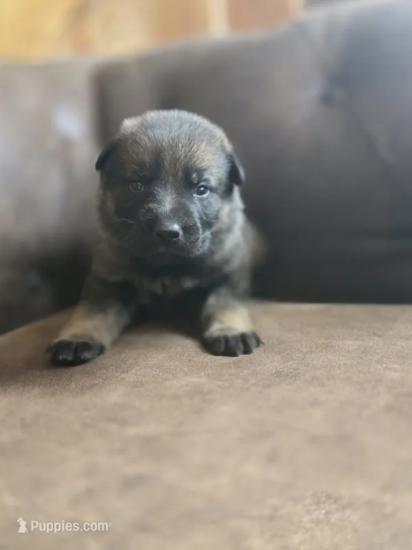 Lime Green Male – German Shepherd Dog puppy for sale in Livermore, CO