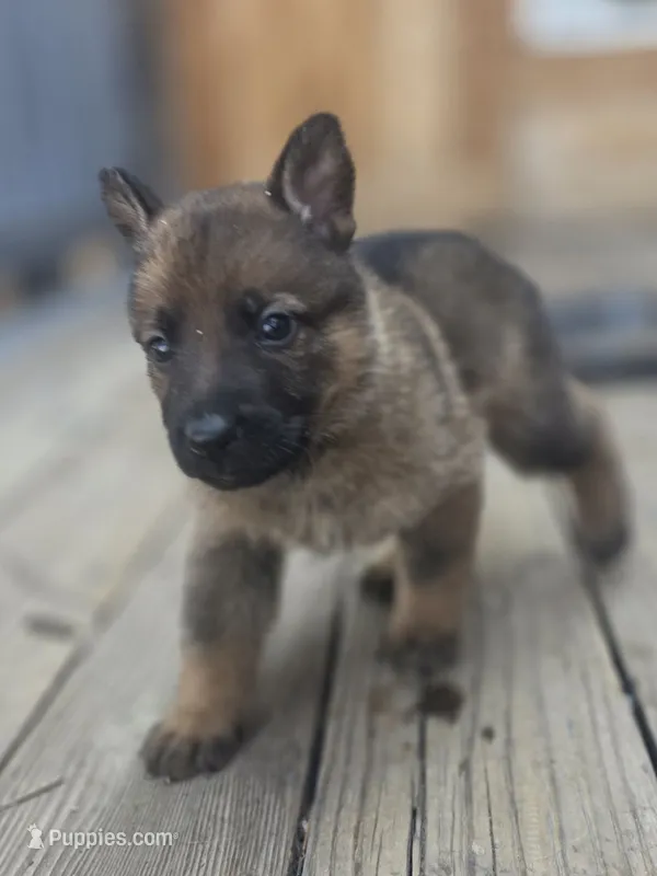 Prince Hans – German Shepherd Dog puppy for sale in Livermore, CO