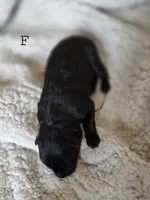 Female, a female German Shepherd Dog for sale in Livermore, CO – 2 of 2