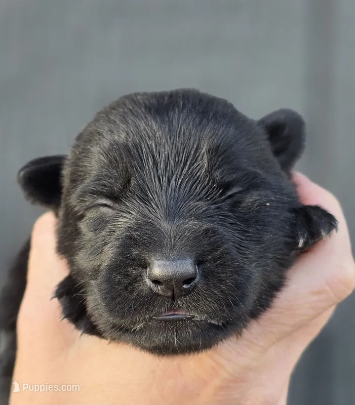 Female – German Shepherd Dog puppy for sale in Livermore, CO
