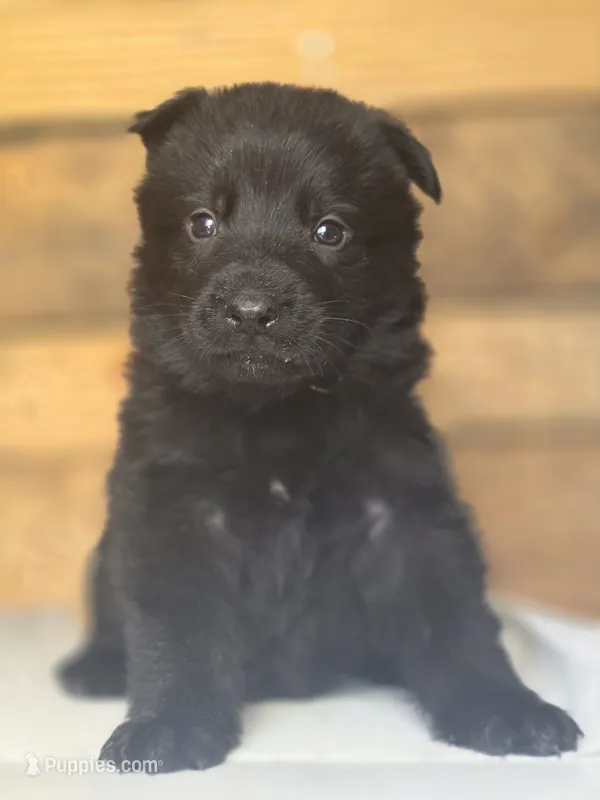 Red – German Shepherd Dog puppy for sale in Livermore, CO