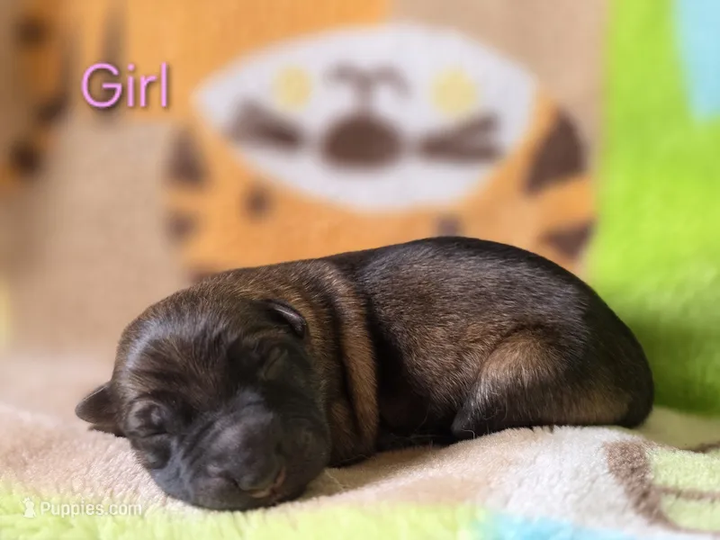Girl #1 – German Shepherd Dog puppy for sale in Livermore, CO