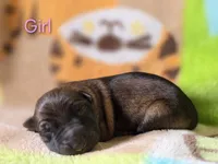 Girl #1, a female German Shepherd Dog for sale in Livermore, CO – 1 of 1