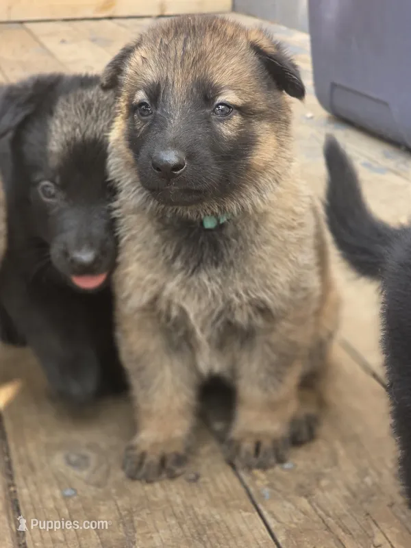 Cinderella – German Shepherd Dog puppy for sale in Livermore, CO